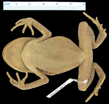 Media type: image; Herpetology A-28306